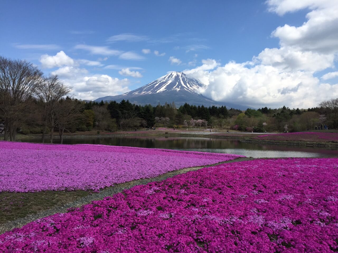 Wattention Fun Around Mt. Fuji (4) Hot Pink Flower Festivals To Ice
