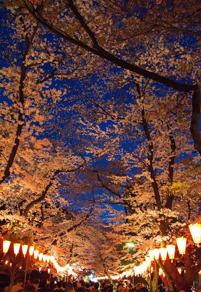 "Night cherry blossom viewing at Ueno" by Meng-Jiun Chiou