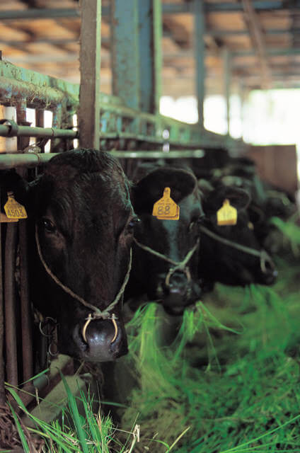 Japanese Black cattle