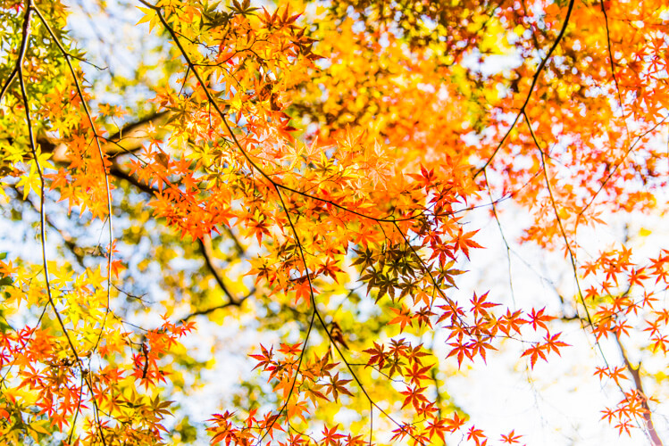 Wattention : Maple Hunting In Tokyo: Ueno Park